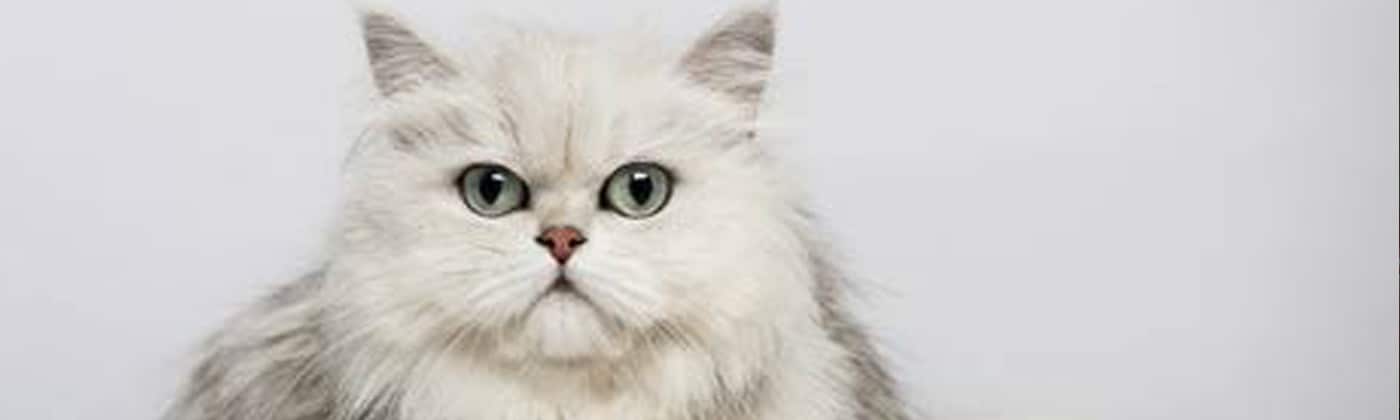 Persan, race de chat