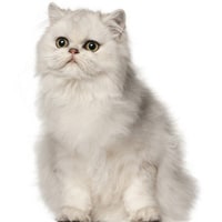 Persan, race de chat
