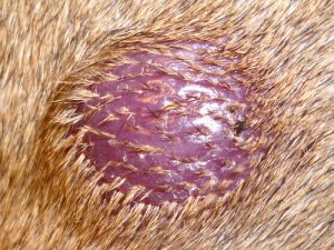 Histiocytome cutané chez le Pinscher