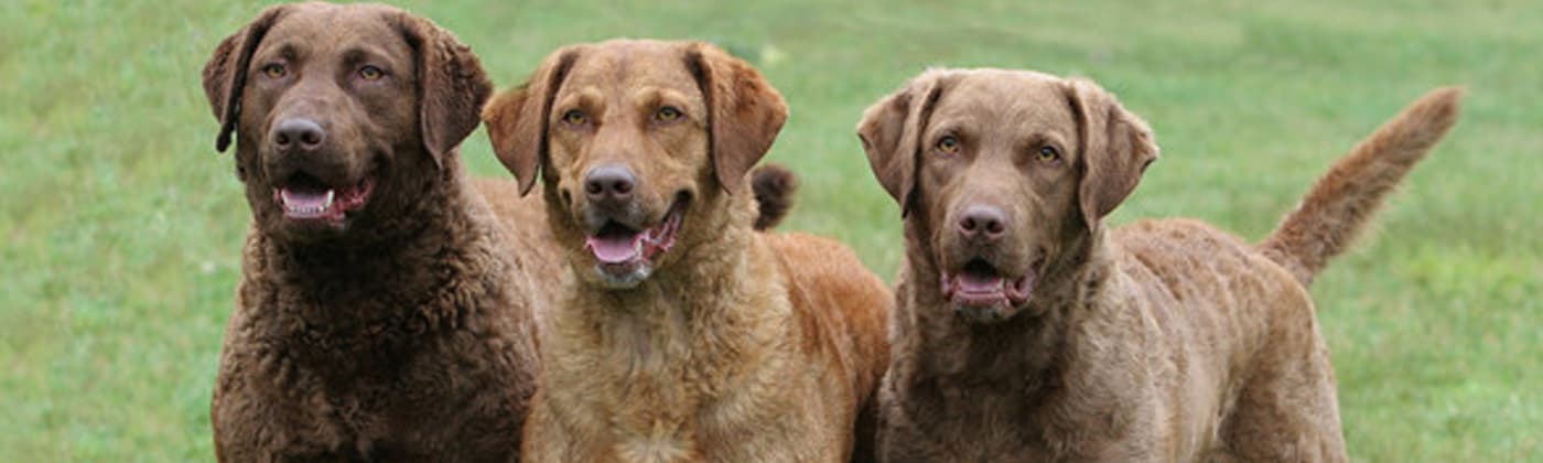 Retriever de la baie de Chesapeake, race de chien