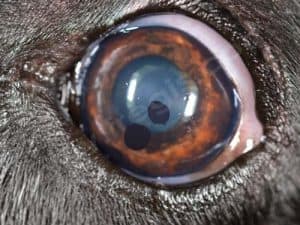 Kyste de l'iris chez le Chesapeake Bay retriever