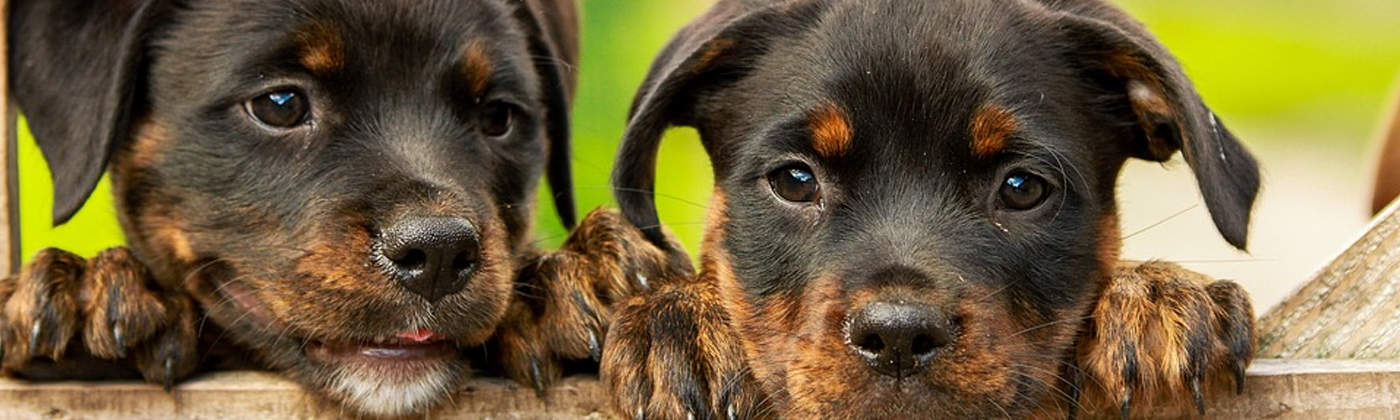 Rottweiler, race de chien