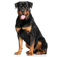 Rottweiler, race de chien