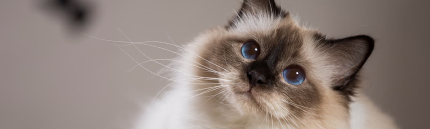 Sacré de birmanie, race de chat