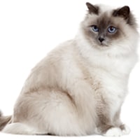 Sacré de birmanie, race de chat