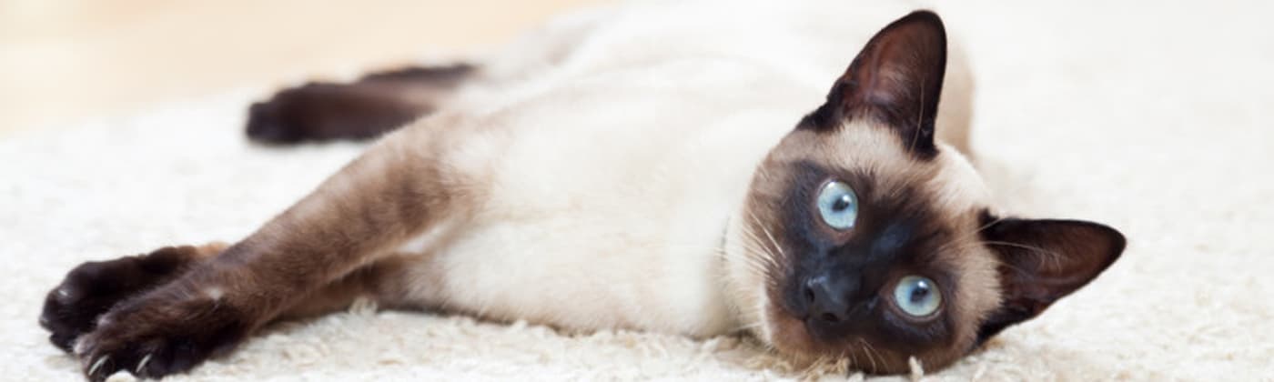 Chat siamois, race de chat