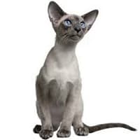 Chat siamois, race de chat