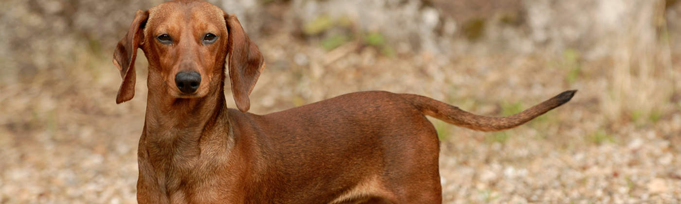 Teckel, race de chien