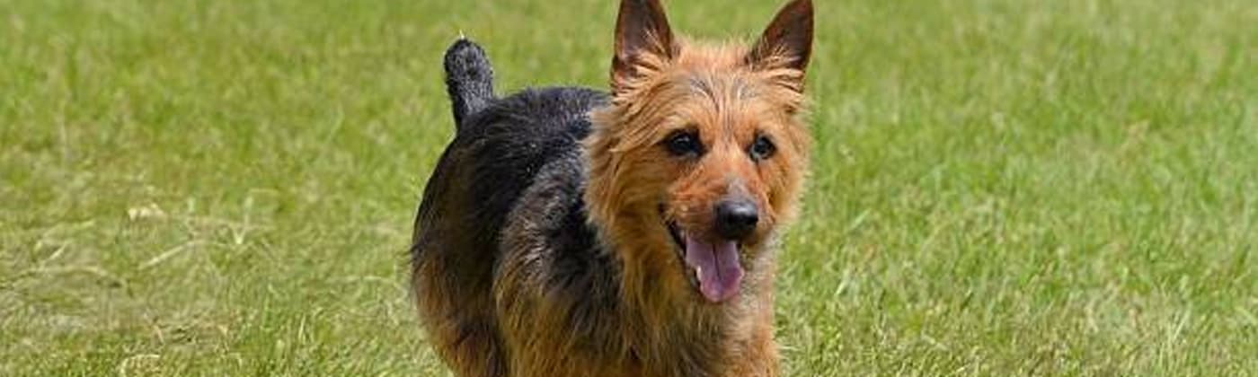 Terrier australien, race de chien
