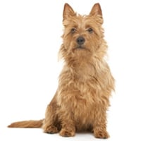Terrier australien, race de chien
