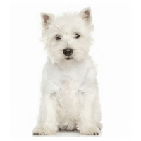 West Highland White terrier
