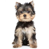 Yorkshire terrier, race de chien