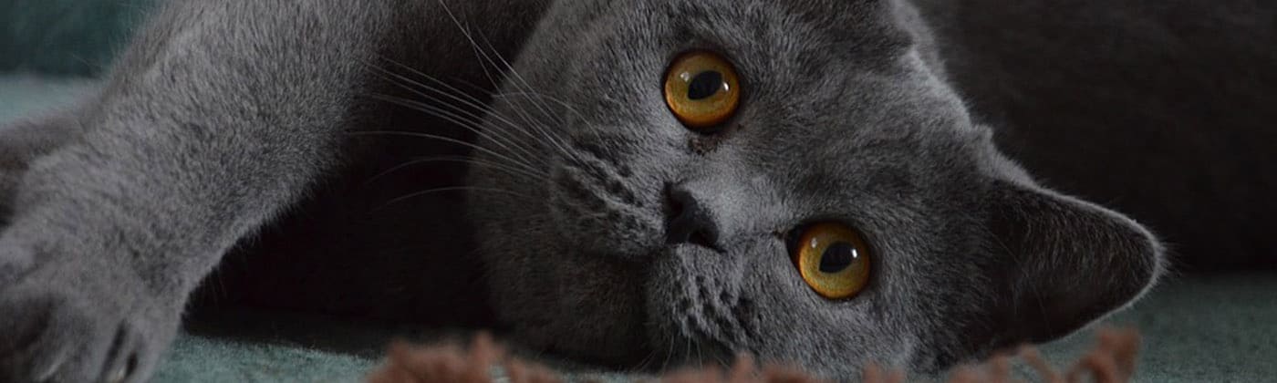 British shorthair, race de chat