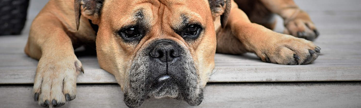 Continental bulldog, race de chien