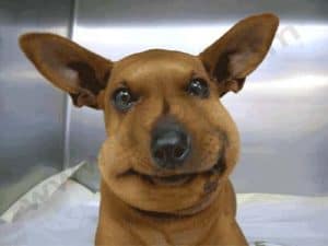 Mon chien s'est fait mordre par un vipère