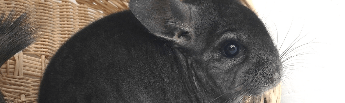 chinchilla