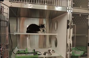 Douleur chez le chat