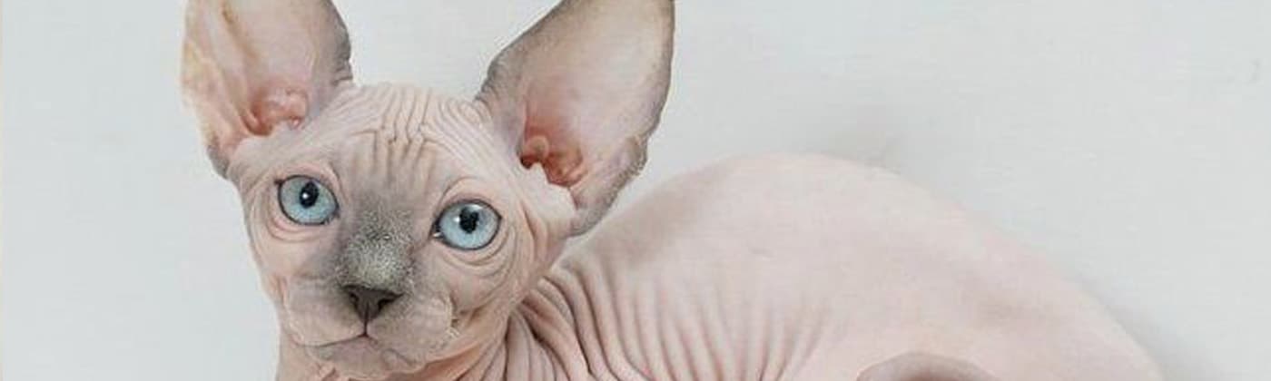 Donskoy, race de chat
