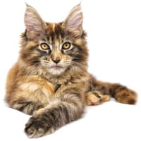 Main coon, race de chat