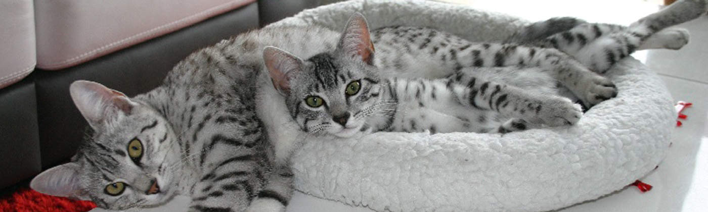 Mau egyptien, race de chat