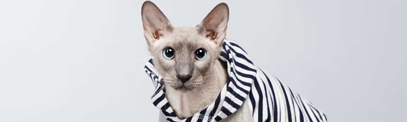 Peterbald, race de chat