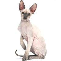 Peterbald, race de chat