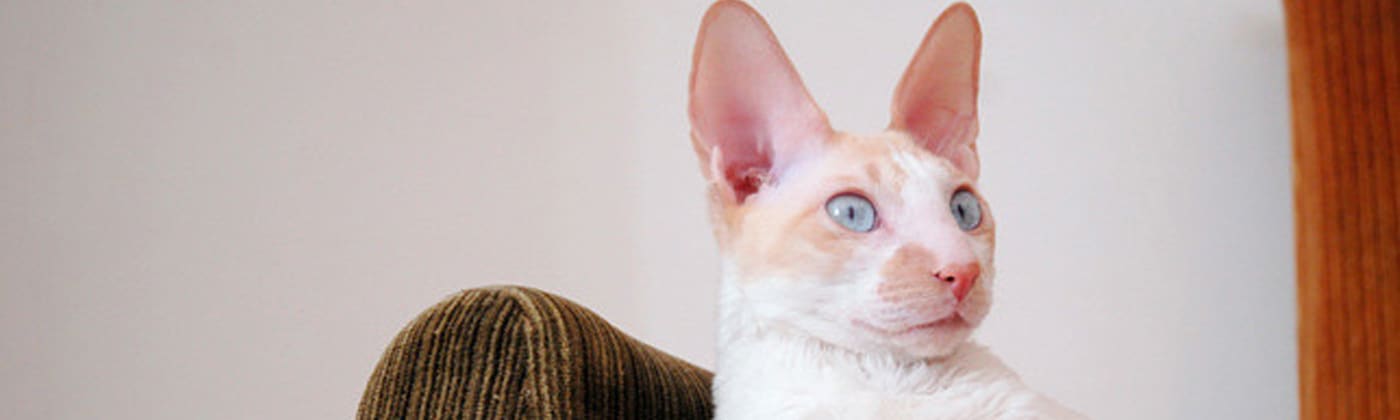 Rex cornish, race de chat