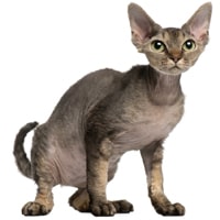 Rex cornish, race de chat