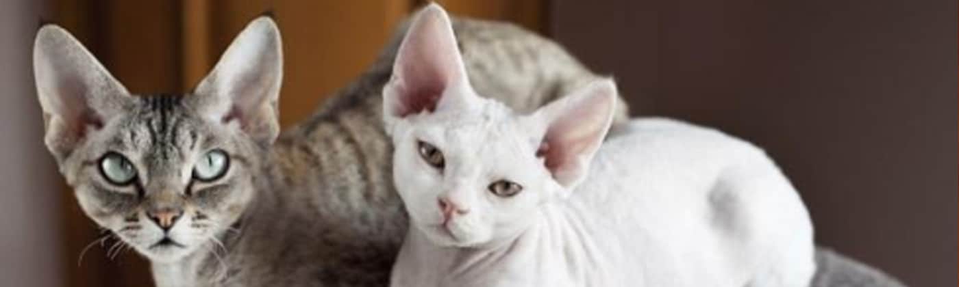 Rex Devon, race de chat