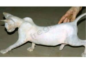 Myopathie chez le Sphynx