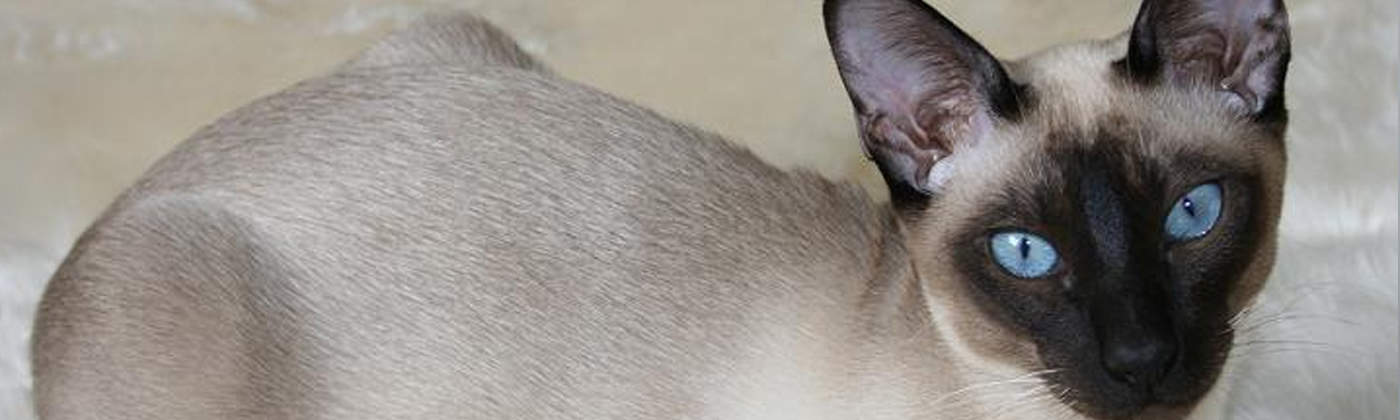 Tonkinois, race de chat