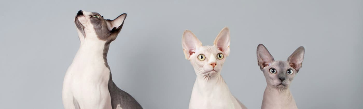 Sphynx, race de chat