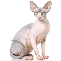 Sphynx, race de chat