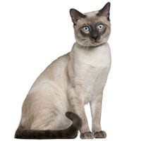Tonkinois, race de chat