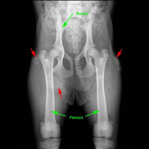Calcinose circonscrite chez le chien