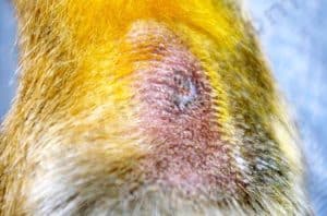 Fistules métatarsiennes chez le chien