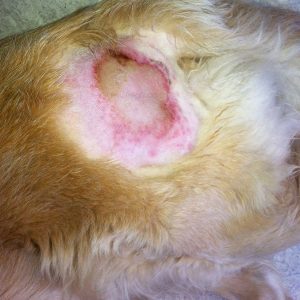 Folliculite pyotraumatique chez le chien