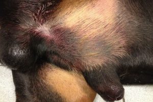 Déficit en facteur X chez le chien