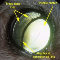 Atrophie sénile de l'iris chez le chien