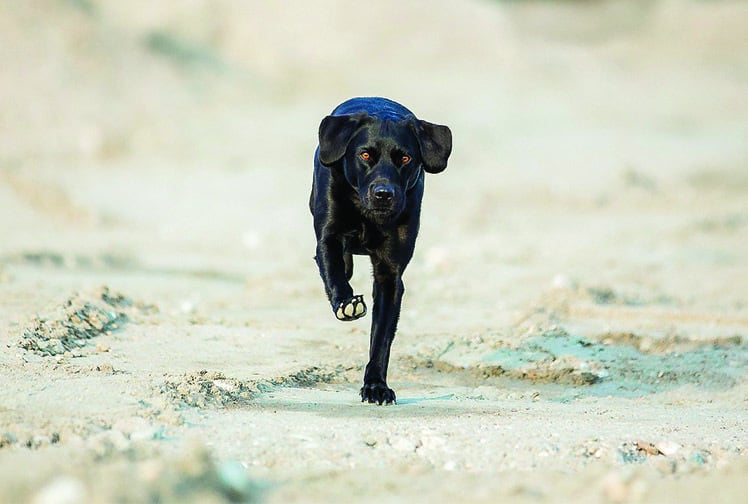Apprendre le rappel à son chien