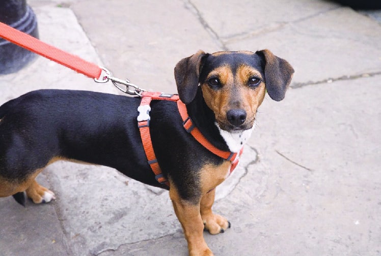 Chien et troubles à l'ordre public