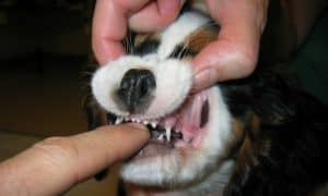 trismus chien