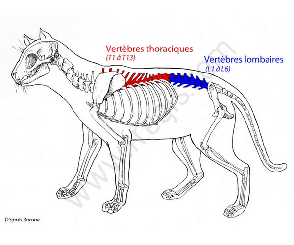 Vertèbres lombaires-thoraciques