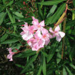 Laurier Rose