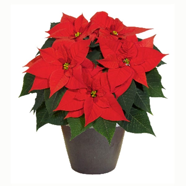 Intoxication par le poinsettia et le croton