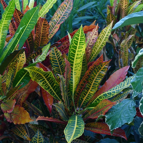 Intoxication par le poinsettia et le croton