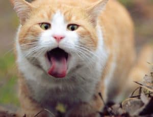 De très nombreuses maladies sont responsables d'une toux chez le chat