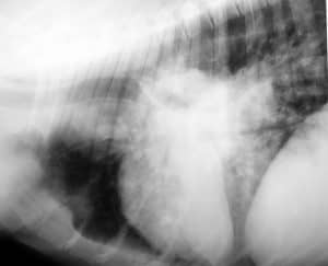 La radiographie est souvent indispensable pour explorer la toux du chien