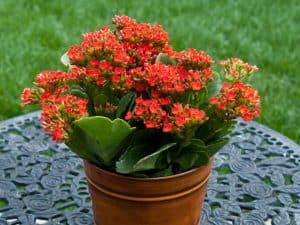 Kalanchoé