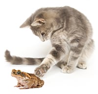 Les crapauds sont responsables d’accidents (envenimation) chez le chat